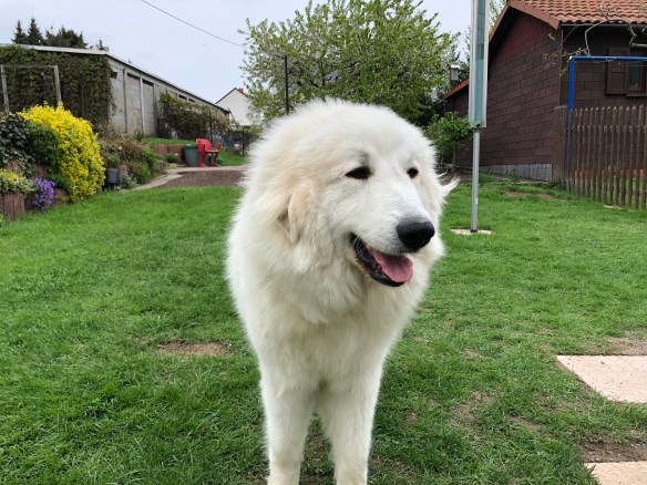 Das bin ich, die wunderschöne Bella 🐶😄