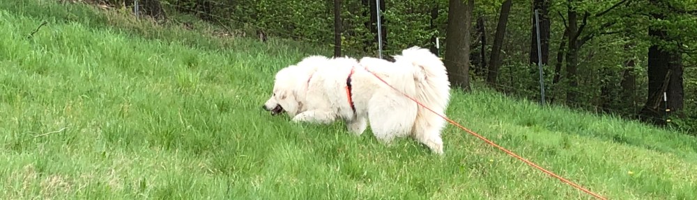 Bella auf der großen Feldwiese