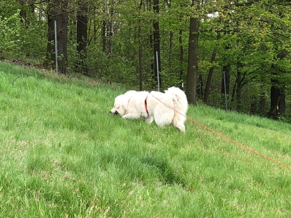 Bella auf der großen Feldwiese