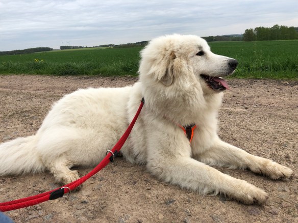 Pause auf dem Feldweg