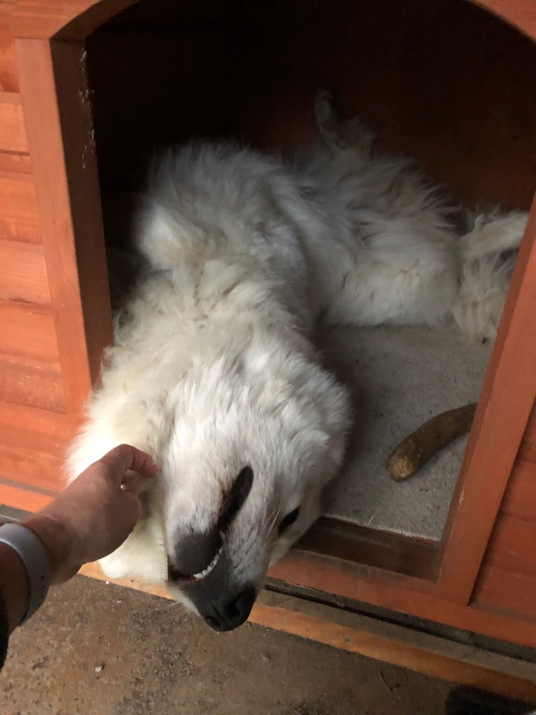 Bella wird geknuddelt