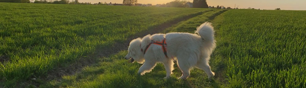 Feldleinenspaziergang macht Spaß