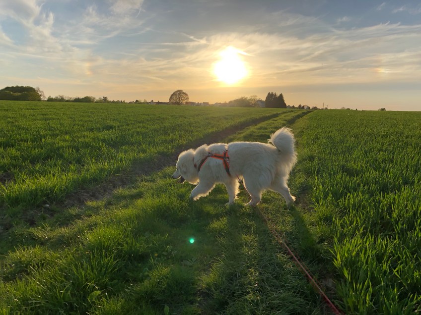 Feldleinenspaziergang macht Spaß