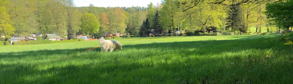Die Bella beim Morgenspaziergang
