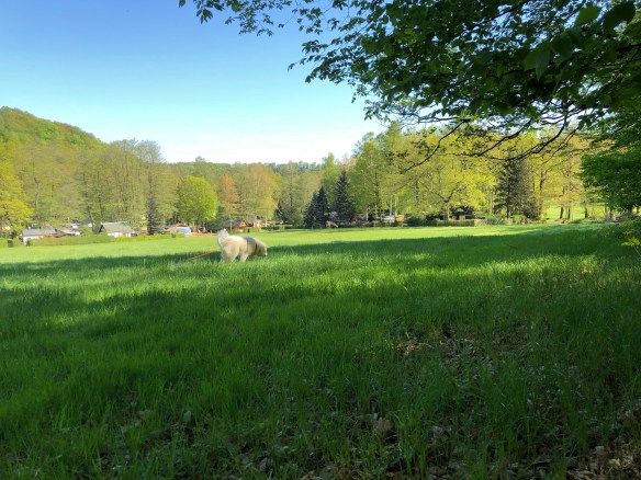 Die Bella beim Morgenspaziergang