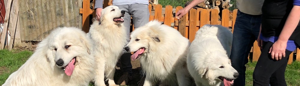 Pepe, Bella, Fin, Sissi