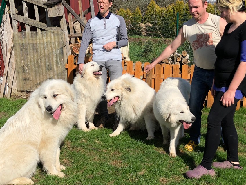Pepe, Bella, Fin, Sissi