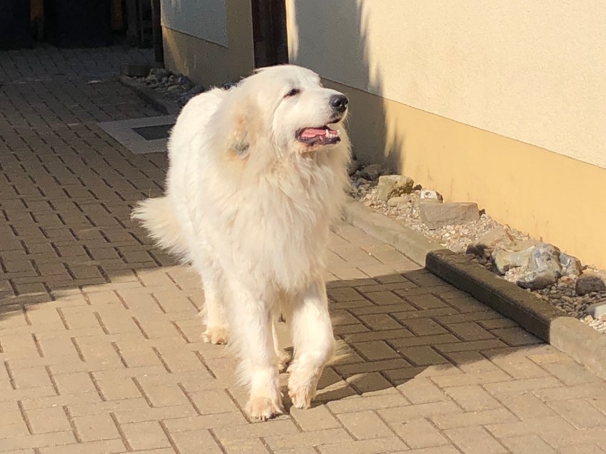 Ivy Prinzessin Idefix vom Vieringhaus