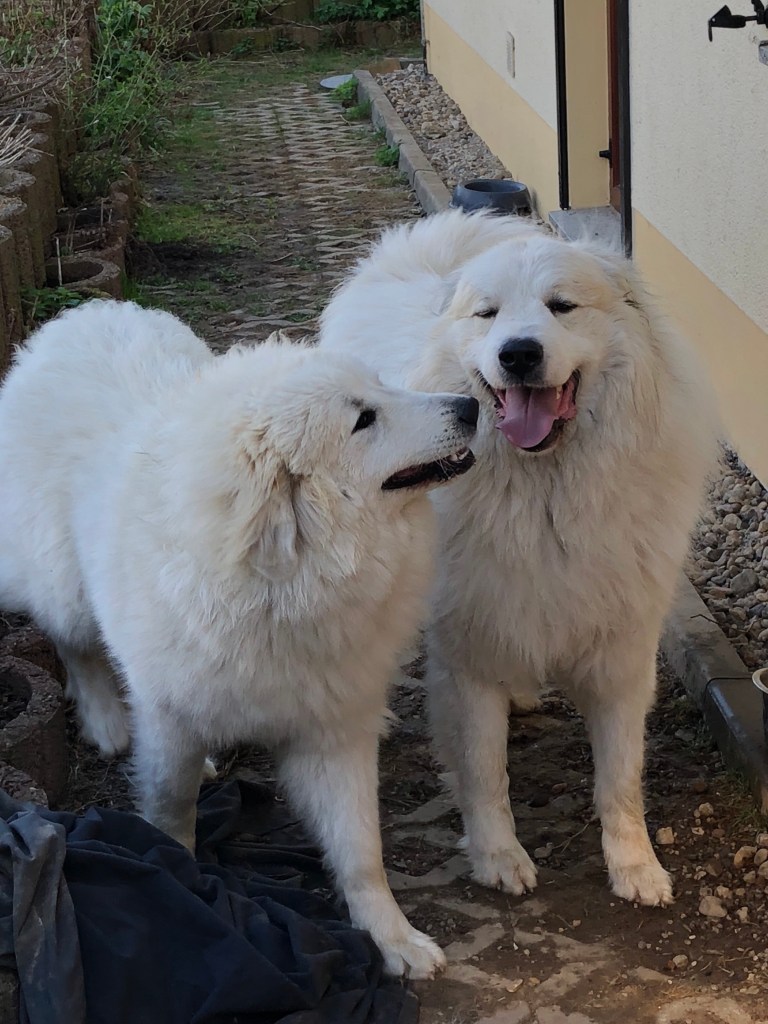 Die Bella und ihr riesiger Fin
