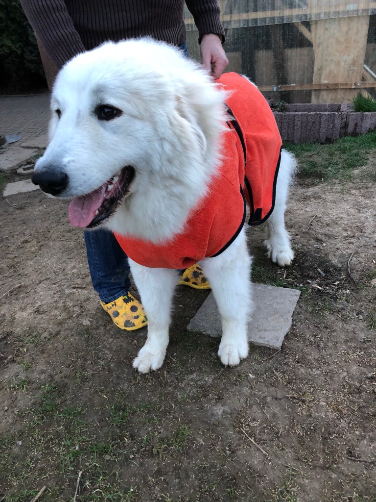 Bella im Bademantel