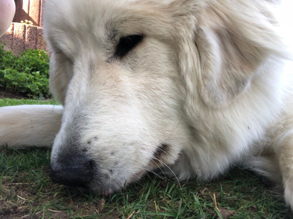 Auf der Wiese in meinem Garten