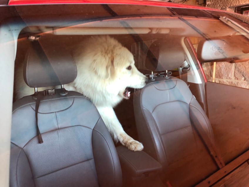 Wo ist mein Fahrer?