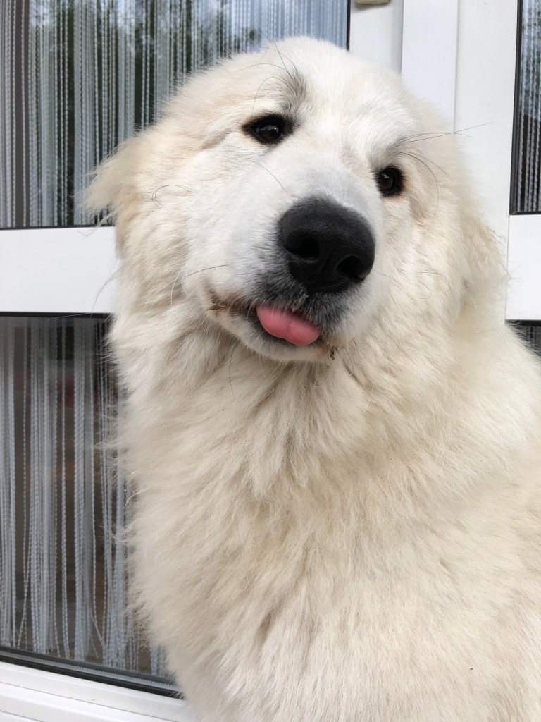 Bäää! Ich bin die Bella
