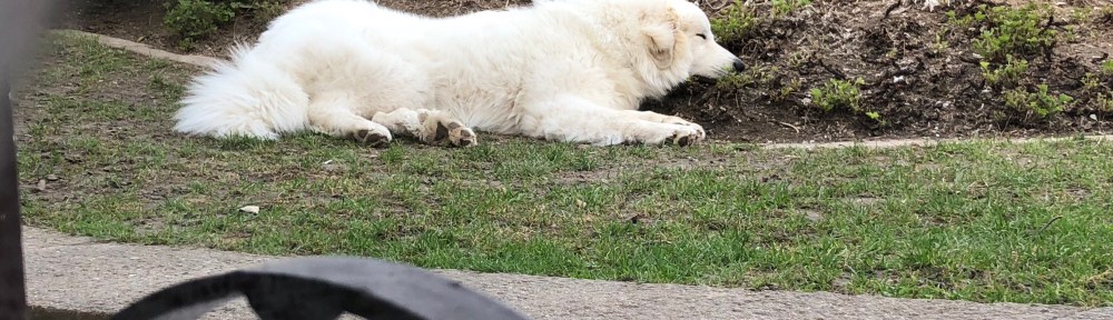 Die Bella liegt im Dreck … und will da auch nicht weg 🐶😂🐶