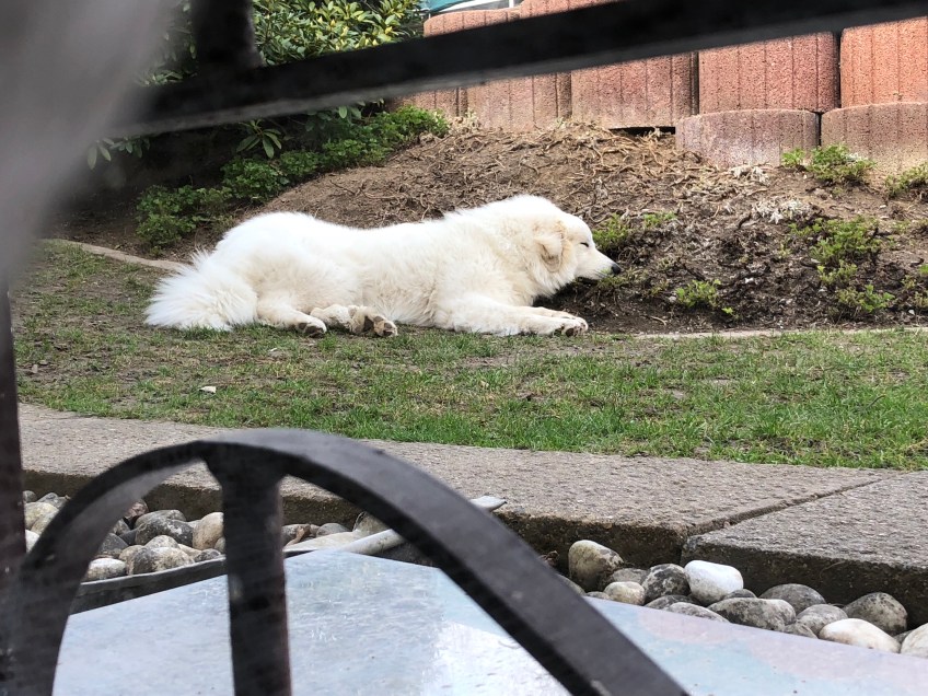 Die Bella liegt im Dreck … und will da auch nicht weg 🐶😂🐶