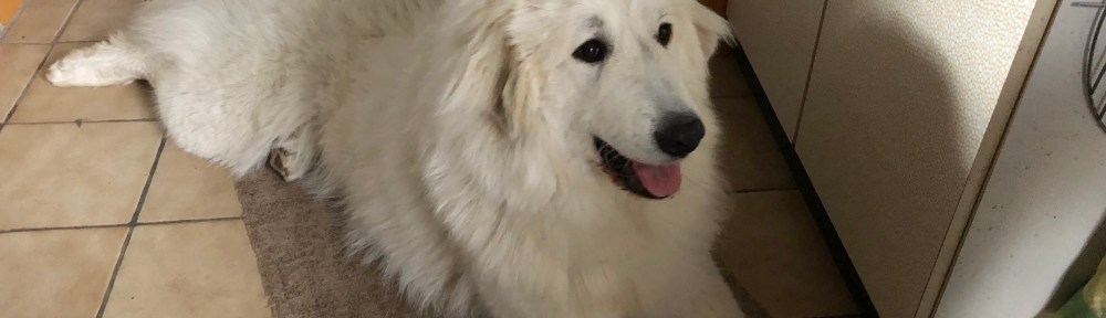 Bella im Keller bei ihrer kleinen Menschenschwester