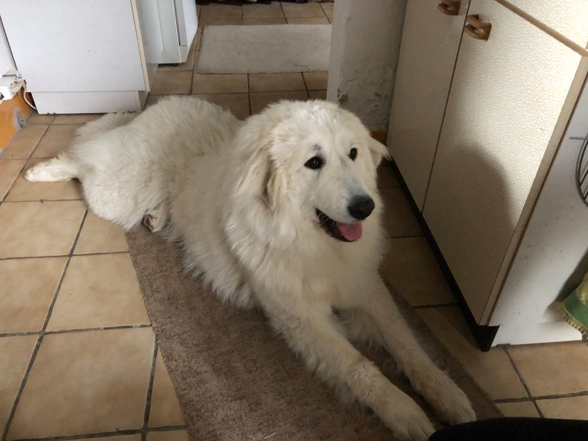 Bella im Keller bei ihrer kleinen Menschenschwester