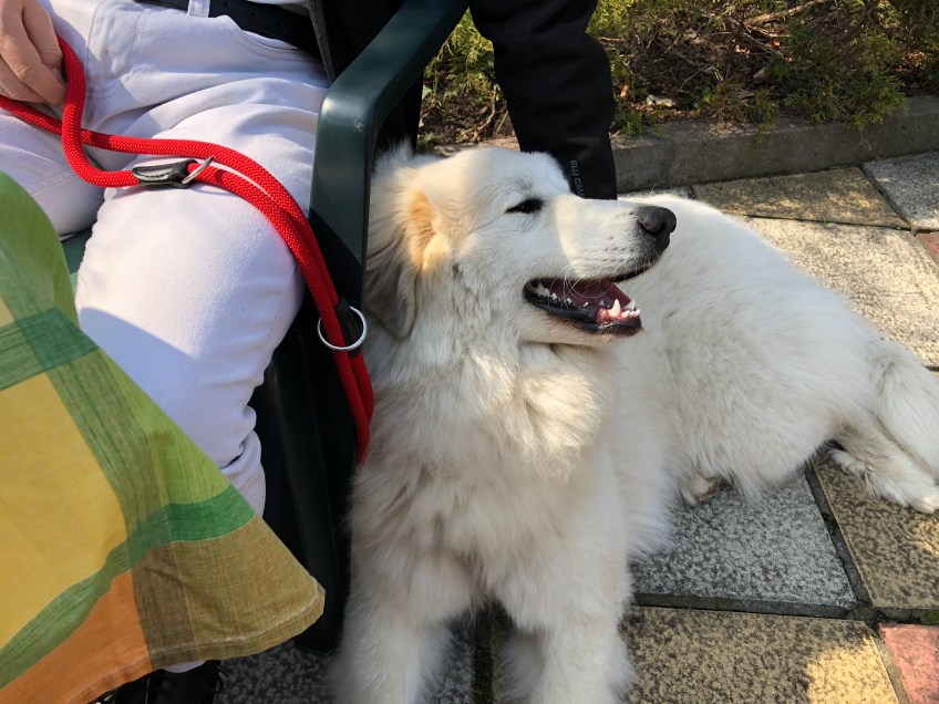 Bella im Biergarten