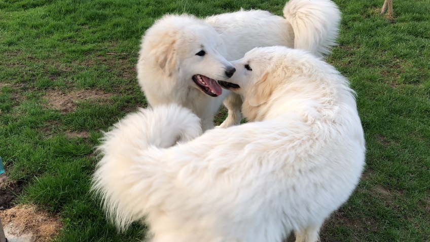 Kuschelschwestern