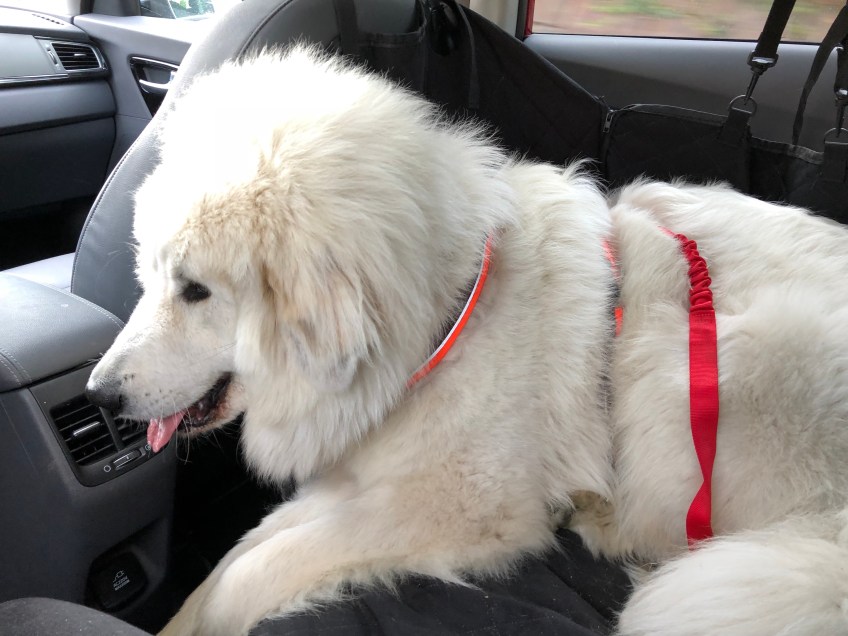 Bella in ihrem Auto