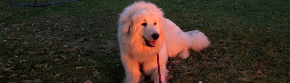 Bella im Feuerschein