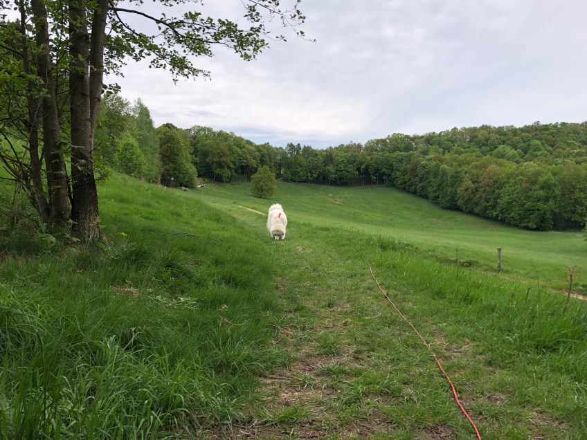 Auf der Wiese am kleinen Bächlein