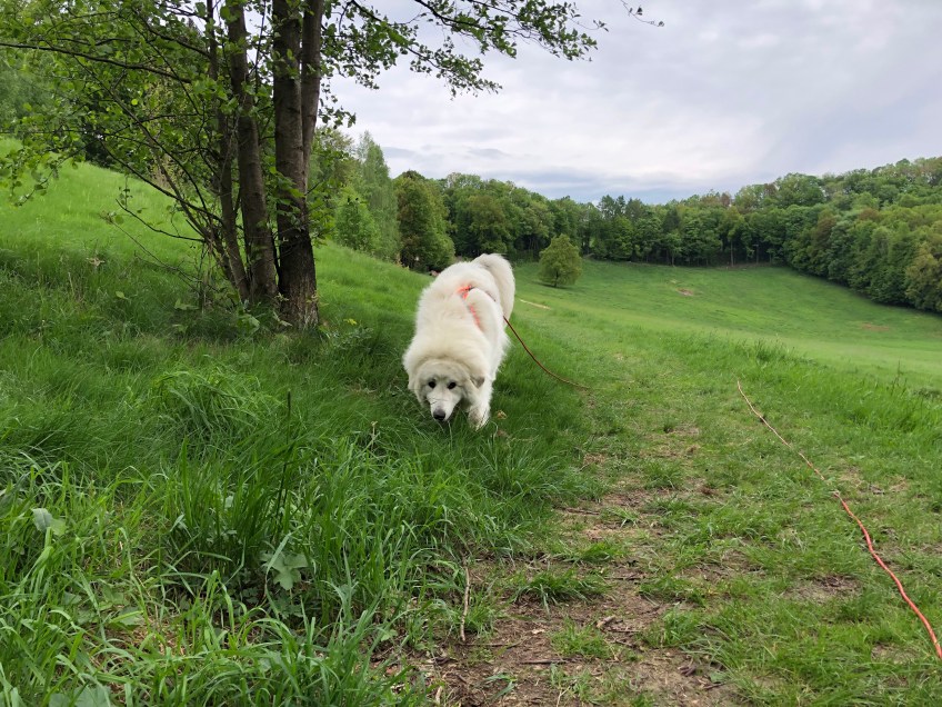 Schnuffeln an der Feldleine