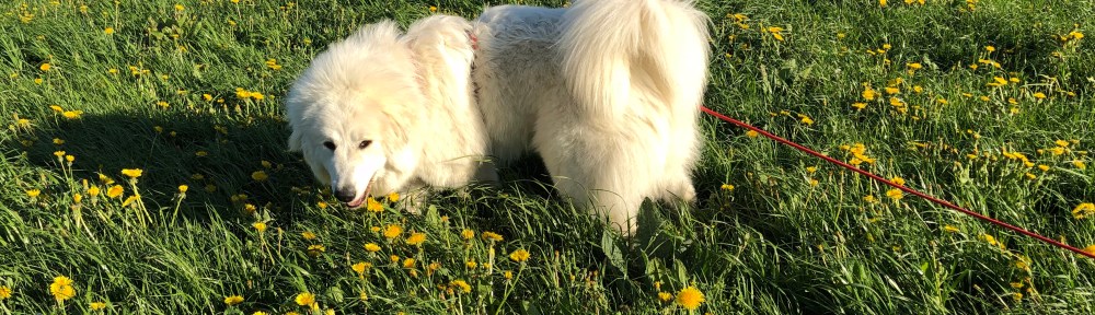 Gelbe Blümchen auf meiner Feldwiese