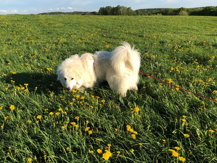 Gelbe Blümchen auf meiner Feldwiese