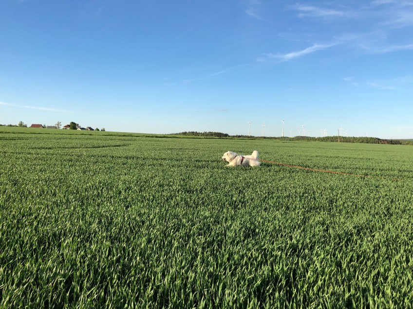 Bella flitzt über's Feld