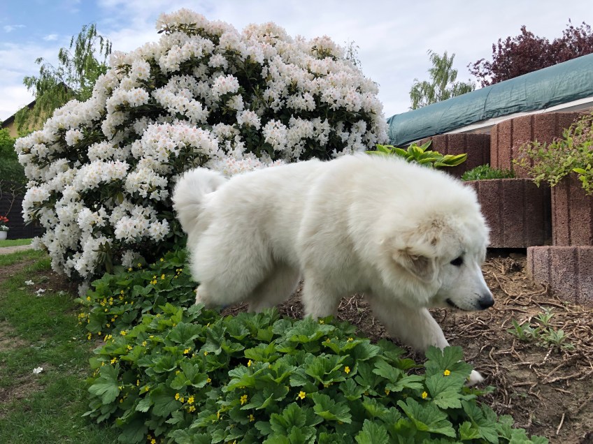 Bella strolcht durch ihren Garten