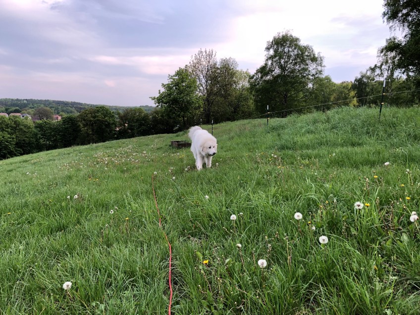 Abendspaziergang auf der Feldwiese
