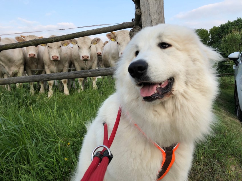 Bella bei den Rindviehchern