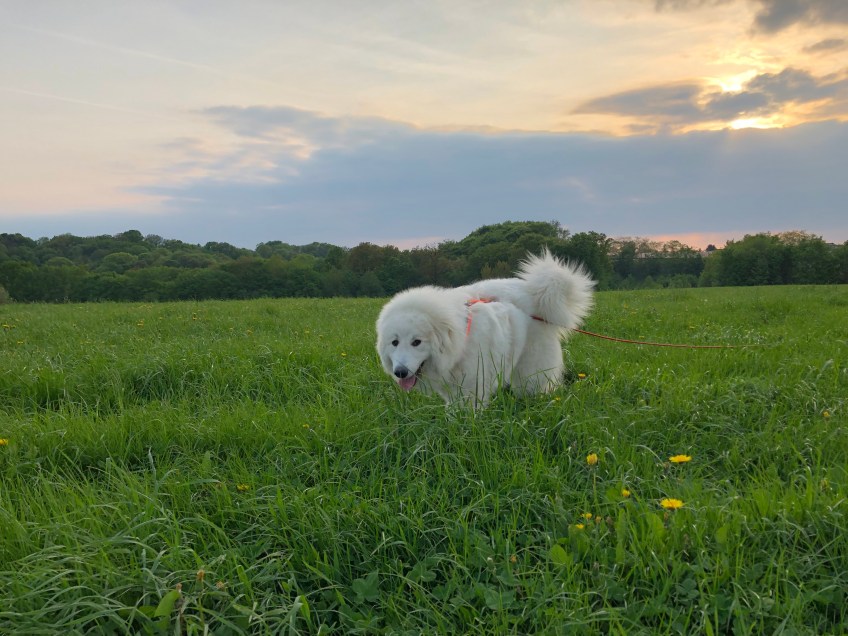 Bella auf der großen Feldwiese
