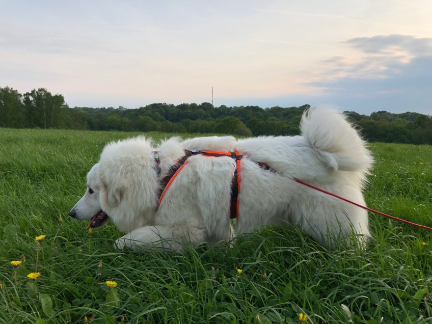 Durch das hohe Gras flitzen