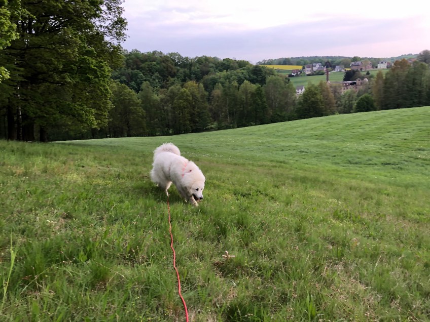 Am Waldrand