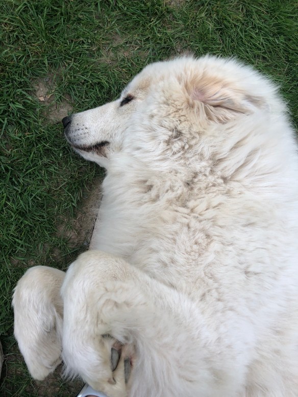 Pyribäuchlein kraulen, bitte!