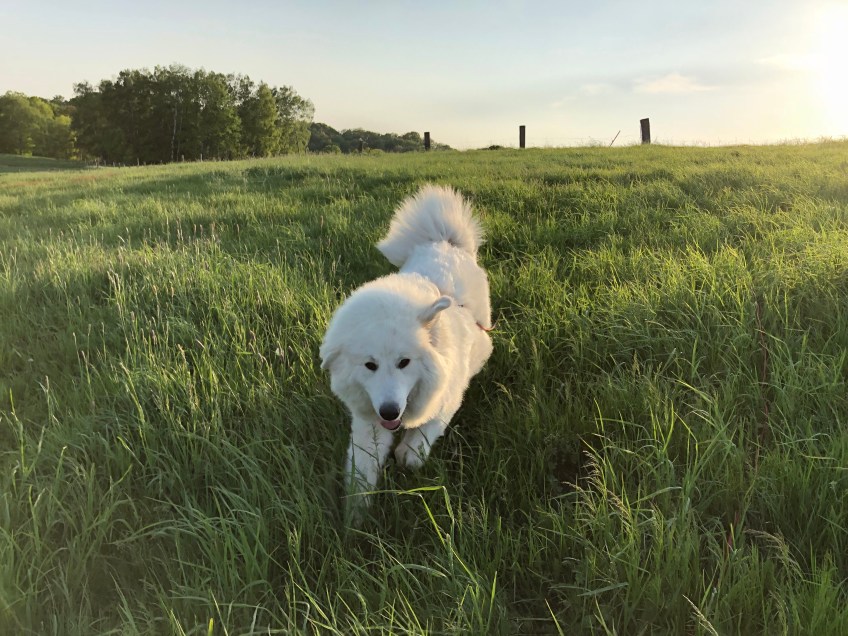 … Bin da! 🐶😀