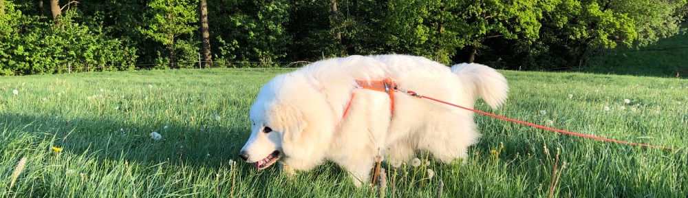 Auf dem Weg zum großen Fluß mit komischem Namen