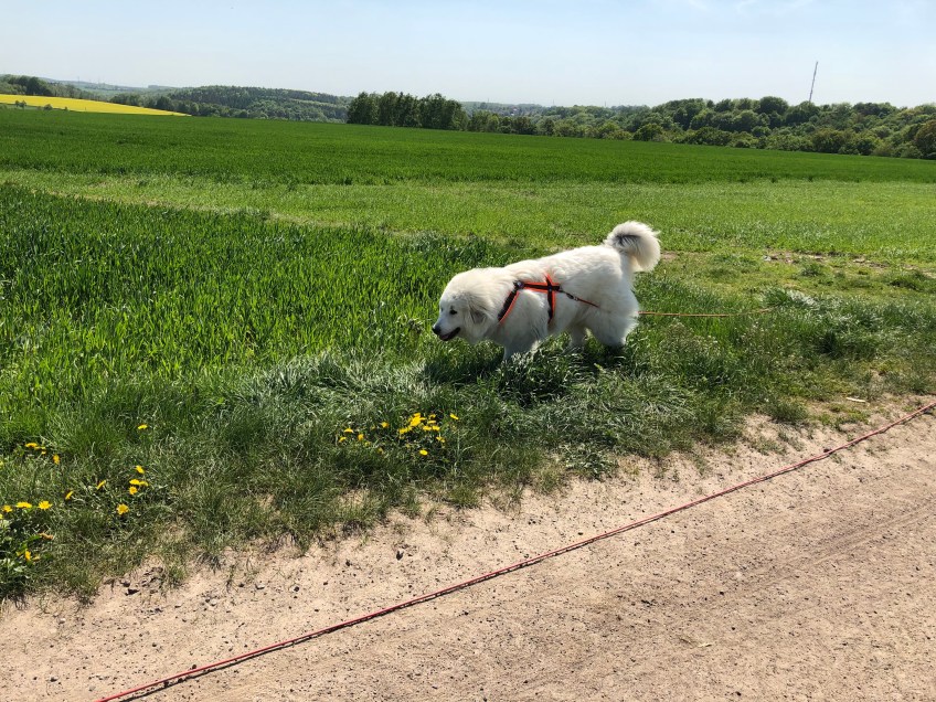 Wir flitzen über's Feld zur Tschooo-Pauuu