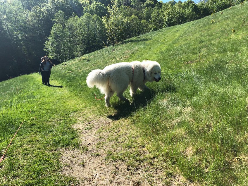 An der Wiese beim kleinen Bächlein