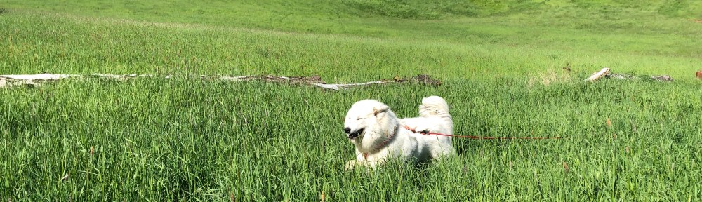 Bella flitzt durchhohes Gras