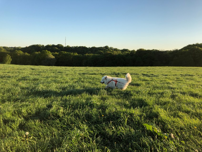 Durch's hohe Gras