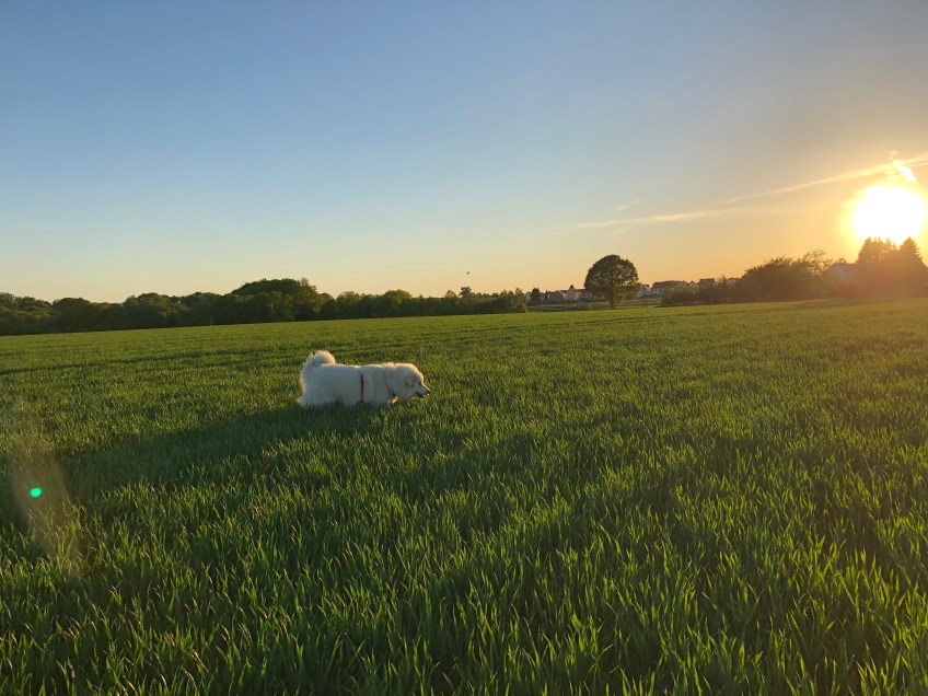 Auf dem Feld