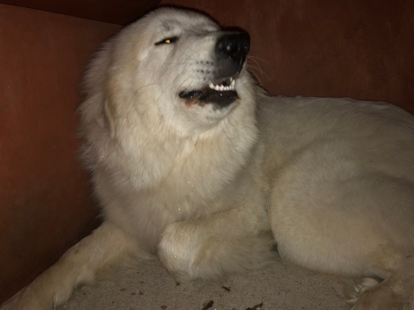 Gute Nacht aus meiner Villa "Idefix"