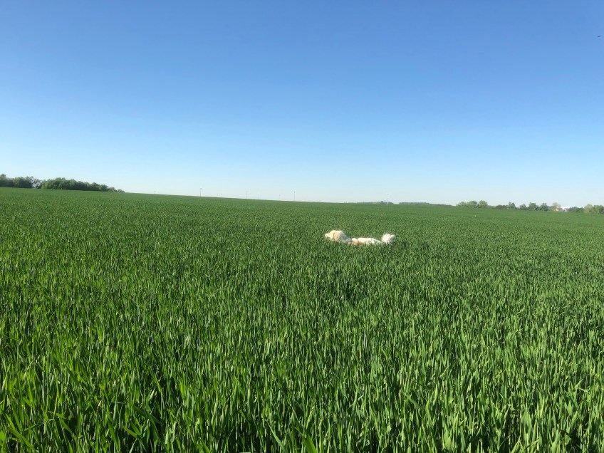Bella im Getreidefeld