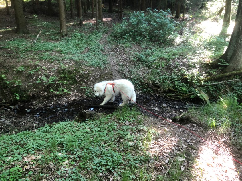 Im kleinen Bächlein im Wald