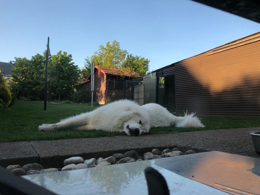 Bella ist KO