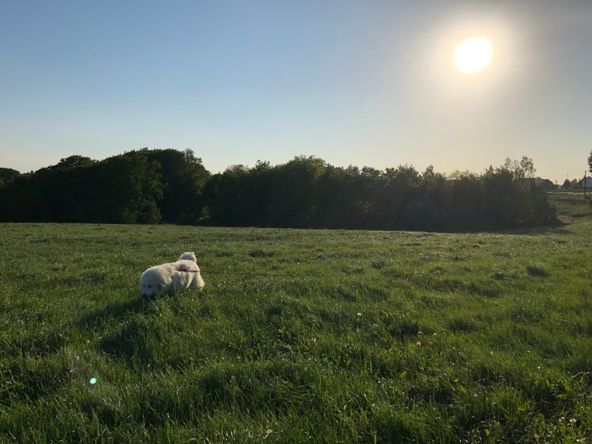 Bella flitzt durch hohes Gras