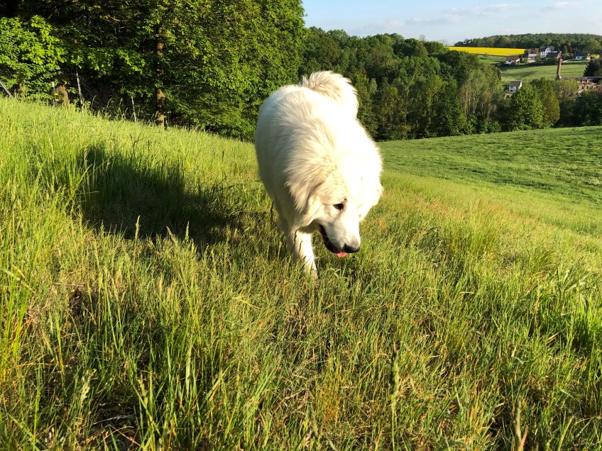 Bin da!
